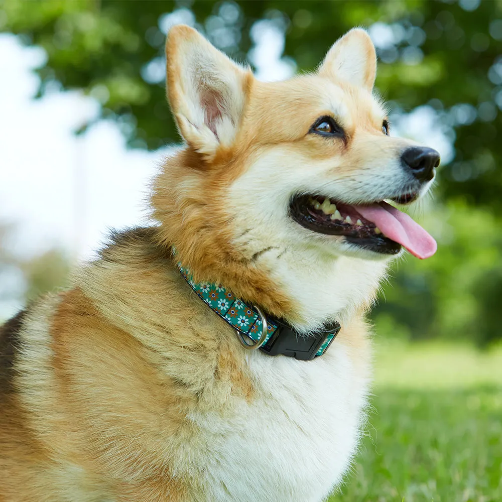 Pickleball - Dog Collar